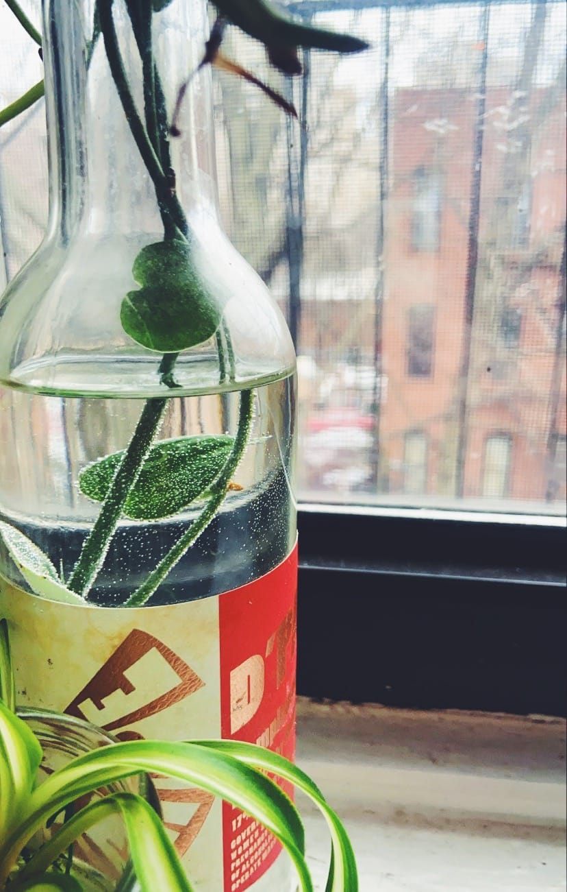 the gift of plants and other gifts